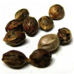 Семена марихуаны АК-47  (Seeds AK-47) в Лысьве